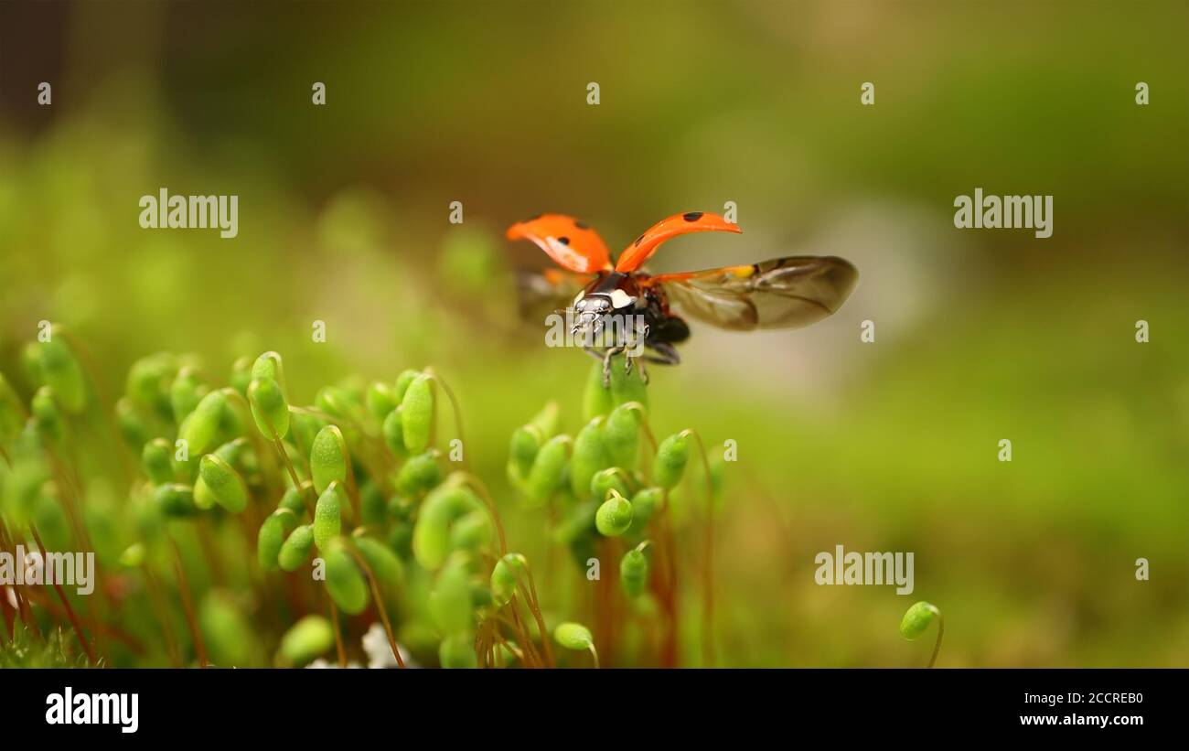 Primo piano fauna selvatica di un ladybug nel verde erba nella foresta. Macrocosmo in natura. La coccinella septempunctata, il ladybird a sette punti, è il mos Foto Stock