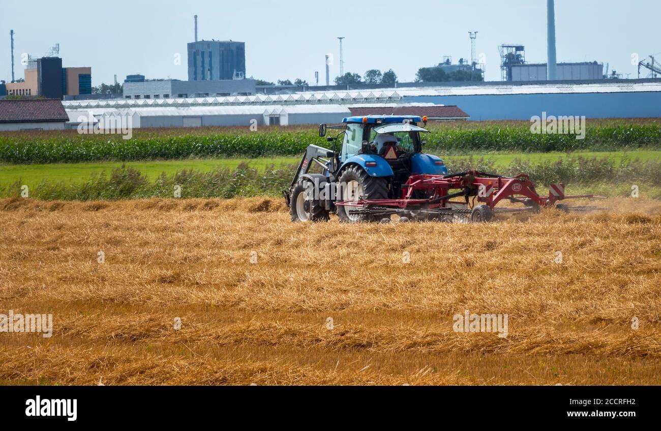 Maassluis,Holland,19-aug-2020:Farmer su trattore che taglia fieno in campo agricolo a maassluis, un villaggio in Olanda con le serre come sfondo e l'industria vicino a Rotterdam Foto Stock