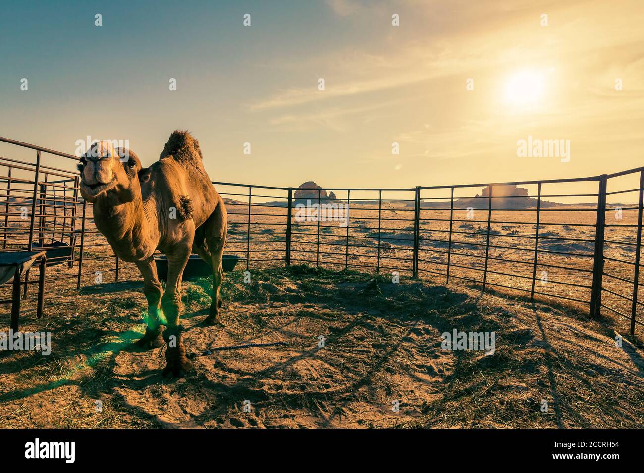 Bellissimo tramonto nel deserto vicino al deserto di al sarar in Arabia Saudita. Immagine sfocata della lente e dello sfondo. Foto Stock