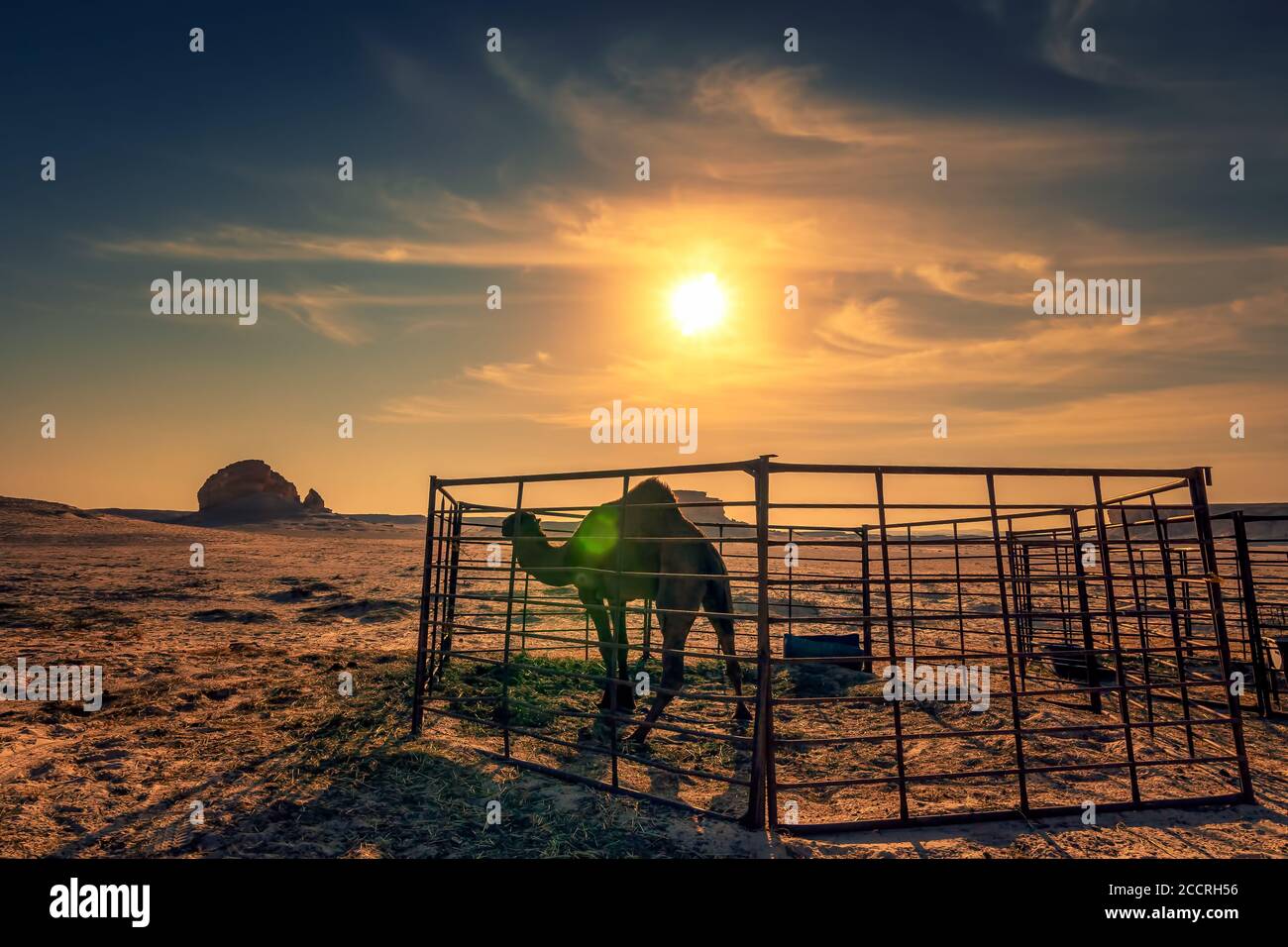 Bellissimo tramonto nel deserto vicino al deserto di al sarar in Arabia Saudita. Immagine sfocata della lente e dello sfondo. Foto Stock