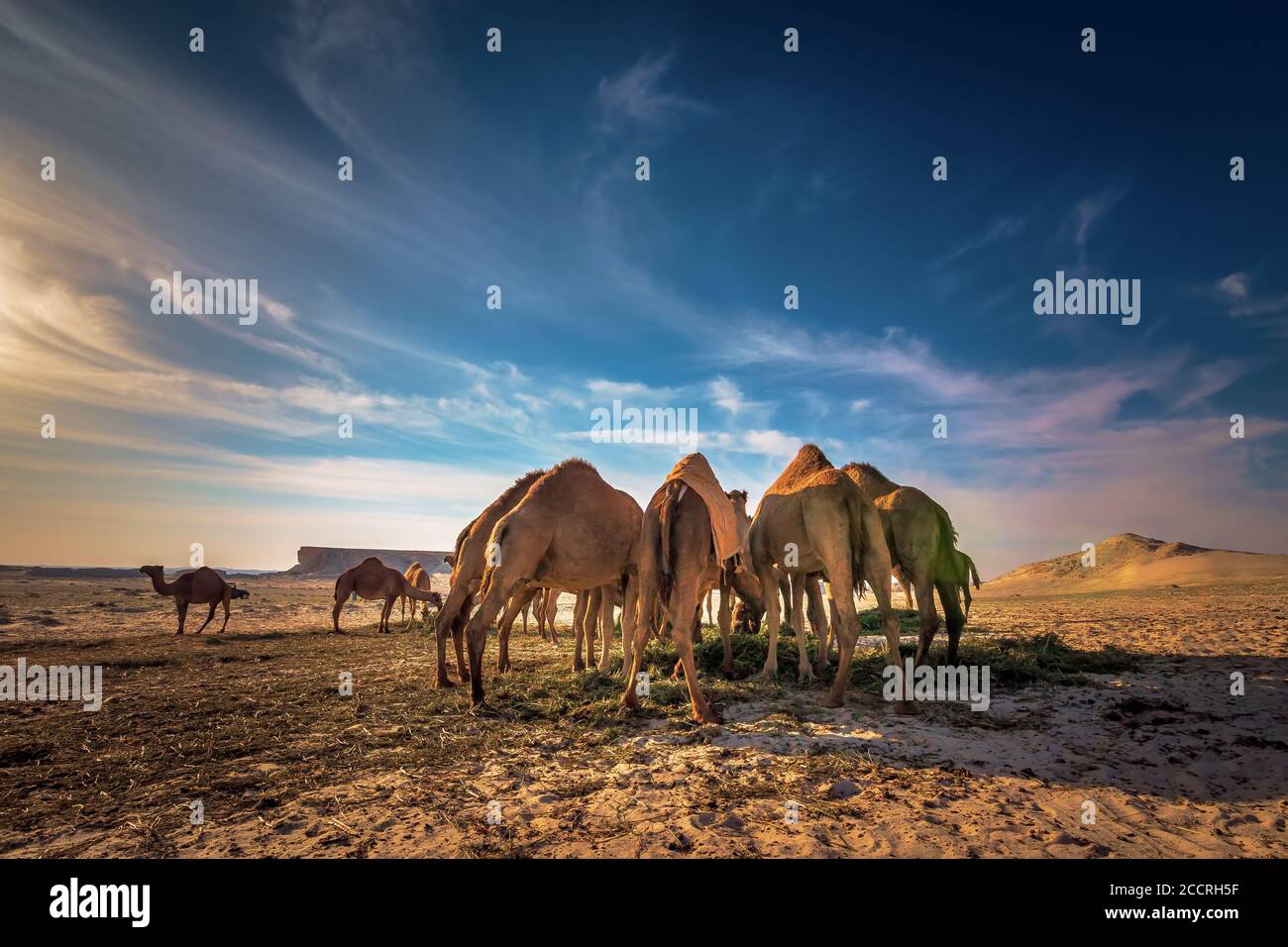 Bella vista del deserto e gruppo di cammelli vicino al deserto di al sarar in Arabia Saudita.sfondo immagine sfocata. Foto Stock