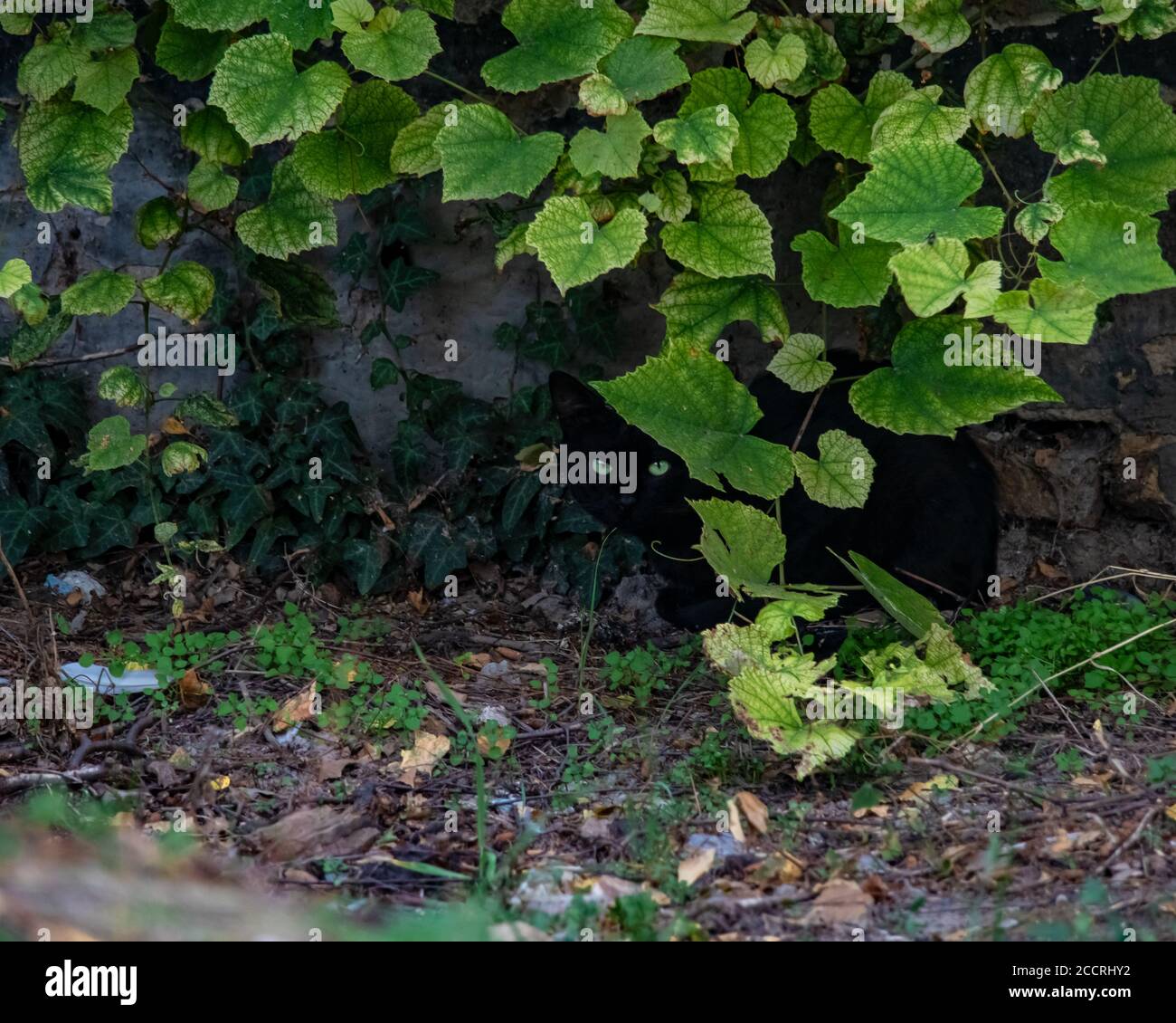 gatto nero verde occhi nascosto dietro edera Foto Stock