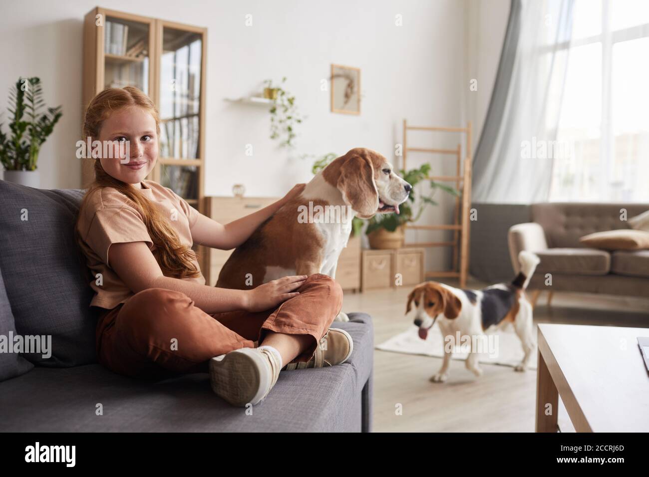 Ritratto dai toni caldi di carina ragazza dai capelli rossi che gioca con i cani e guardando la macchina fotografica mentre si siede a gambe incrociate sul divano a casa, spazio copia Foto Stock