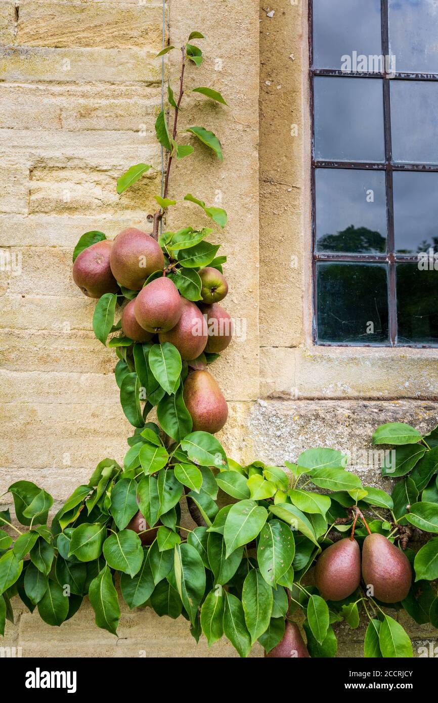 Le pere del Worcester nero che crescono contro un muro di pietra di Cotswold, Inghilterra Foto Stock