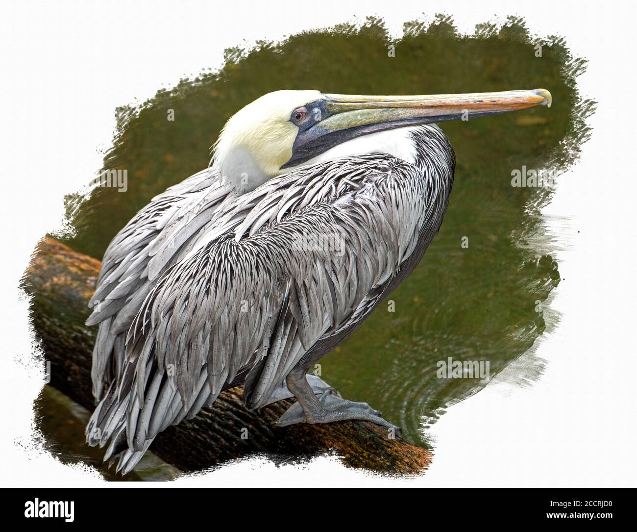 Un Pelican seduto su un log nel suo habitat naturale Foto Stock