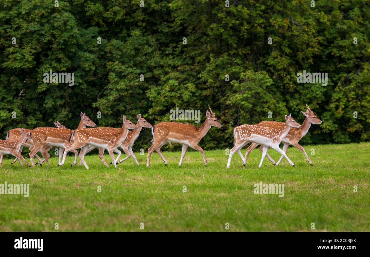 Una mandria di daini in un parco dei cervi inglesi Foto Stock