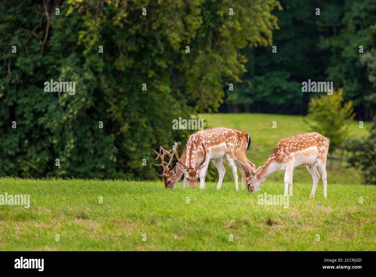 Piccoli cervi di daino in un parco dei cervi inglesi Foto Stock