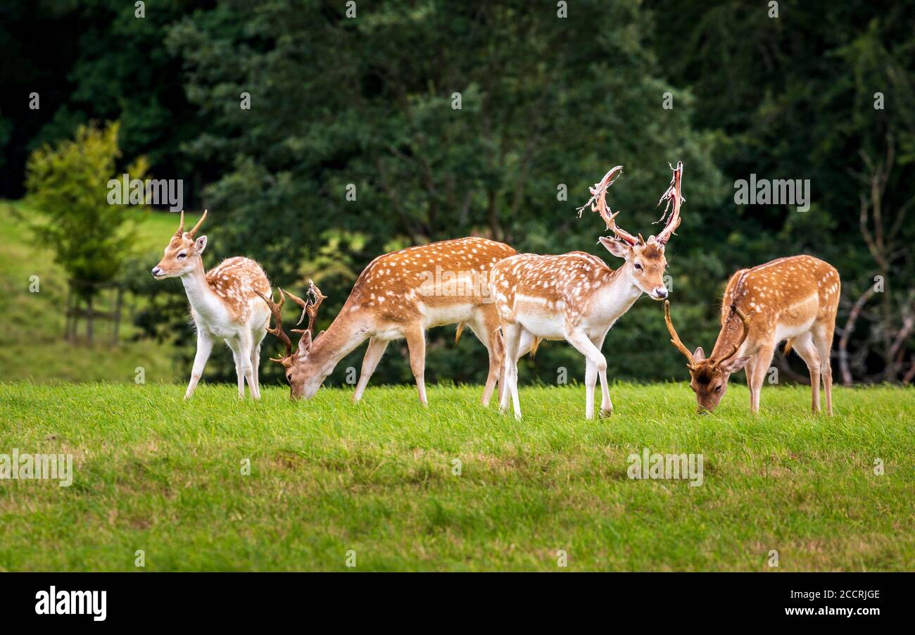 Piccoli cervi di daino in un parco dei cervi inglesi Foto Stock