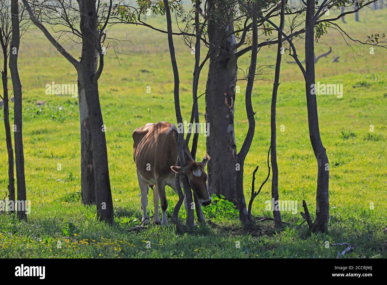 Mucca graffiando è collo tra due tronchi di albero. Foto Stock