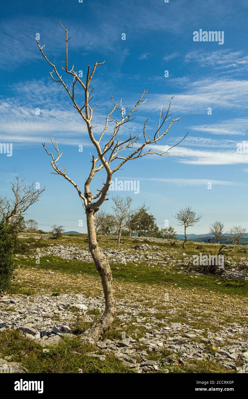 Vista sulla cima dello Scout Scar, una cresta calcarea e bordo con abbondanza di eccellenti vedute attraverso il Lake District Fells e buone passeggiate. Foto Stock