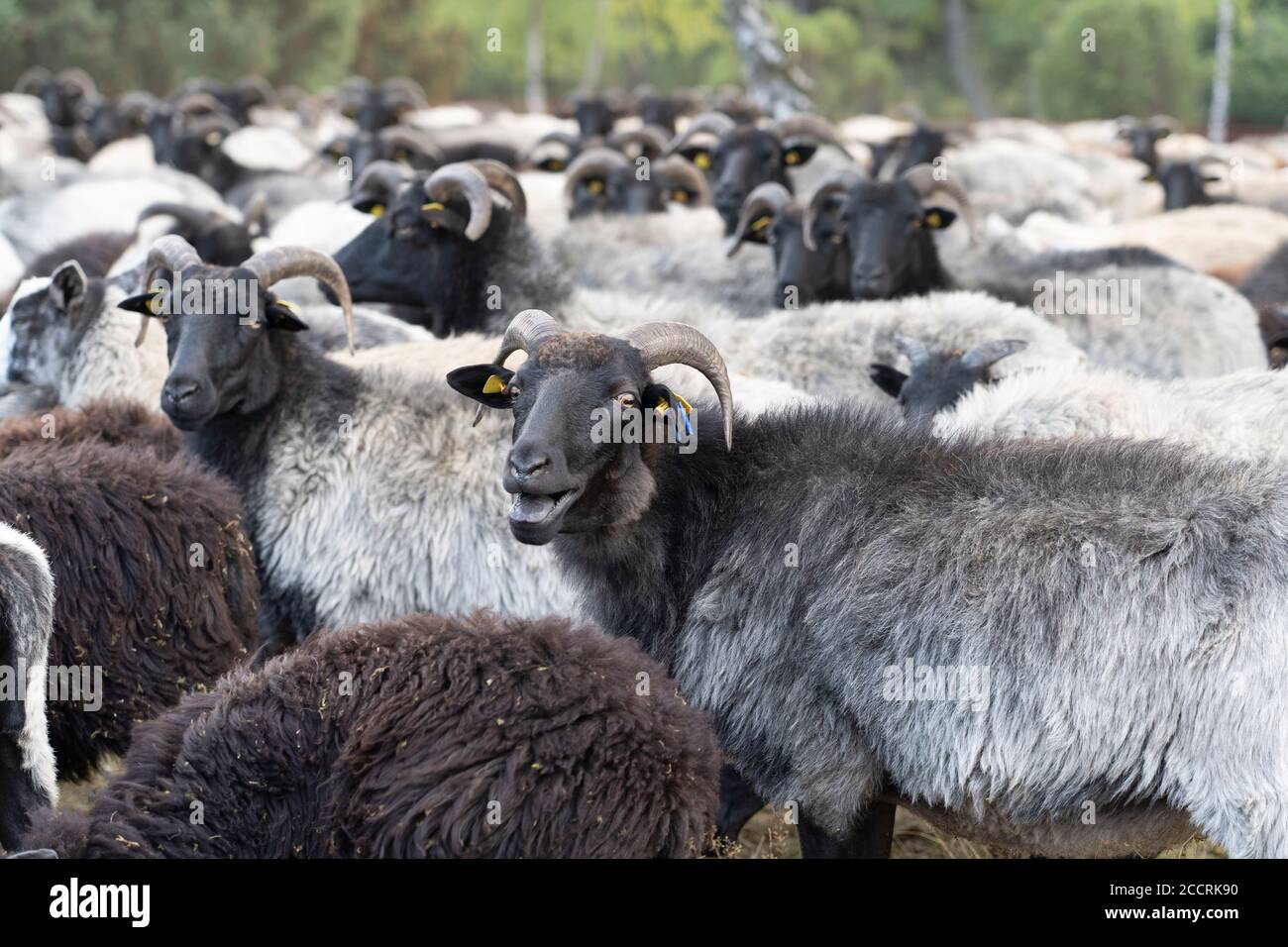 Mandria di Heidschnuucken, la razza tipica delle pecore nella Heather Luneburg a Niedersachsen, Germania Foto Stock
