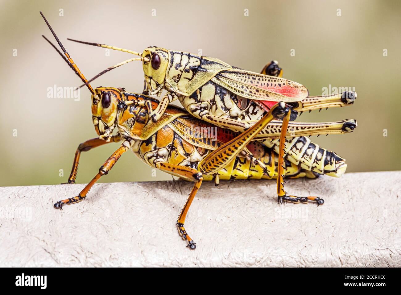 Miami Florida, Everglades National Park, Shark Valley, ecosistema protetto delle zone umide, cavalletta orientale del lubber, Romalea microptera, accoppiamento, i visitatori viaggiano Foto Stock