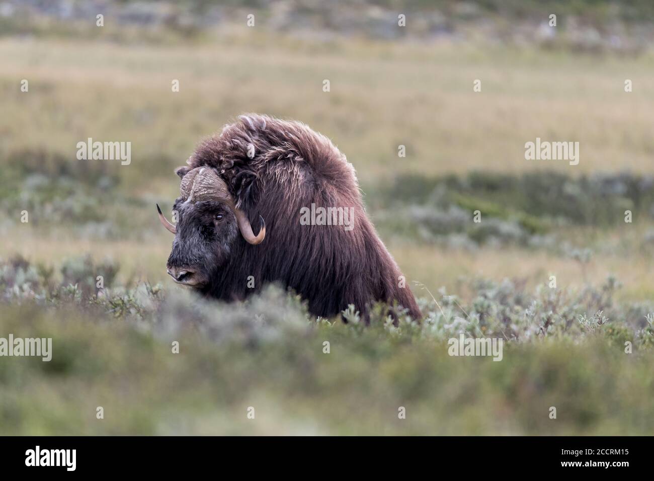DOMBAAS, NORVEGIA - 2018 AGOSTO 01. Il grande Musk Ox in erba e mangiare. Foto Stock
