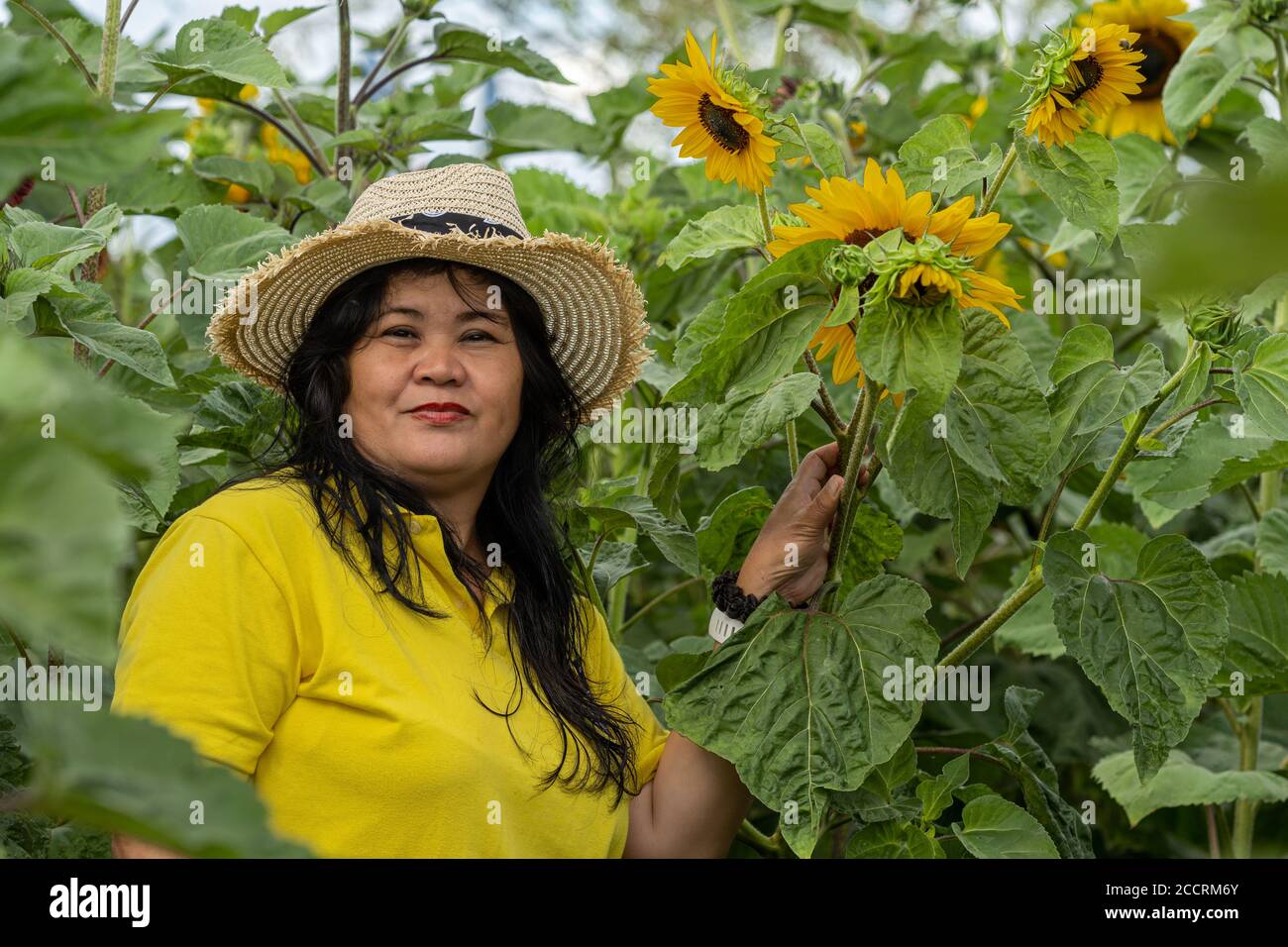 Una donna asiatica di mezza età, negli anni '50, con un cappello di paglia in un campo di girasole Foto Stock