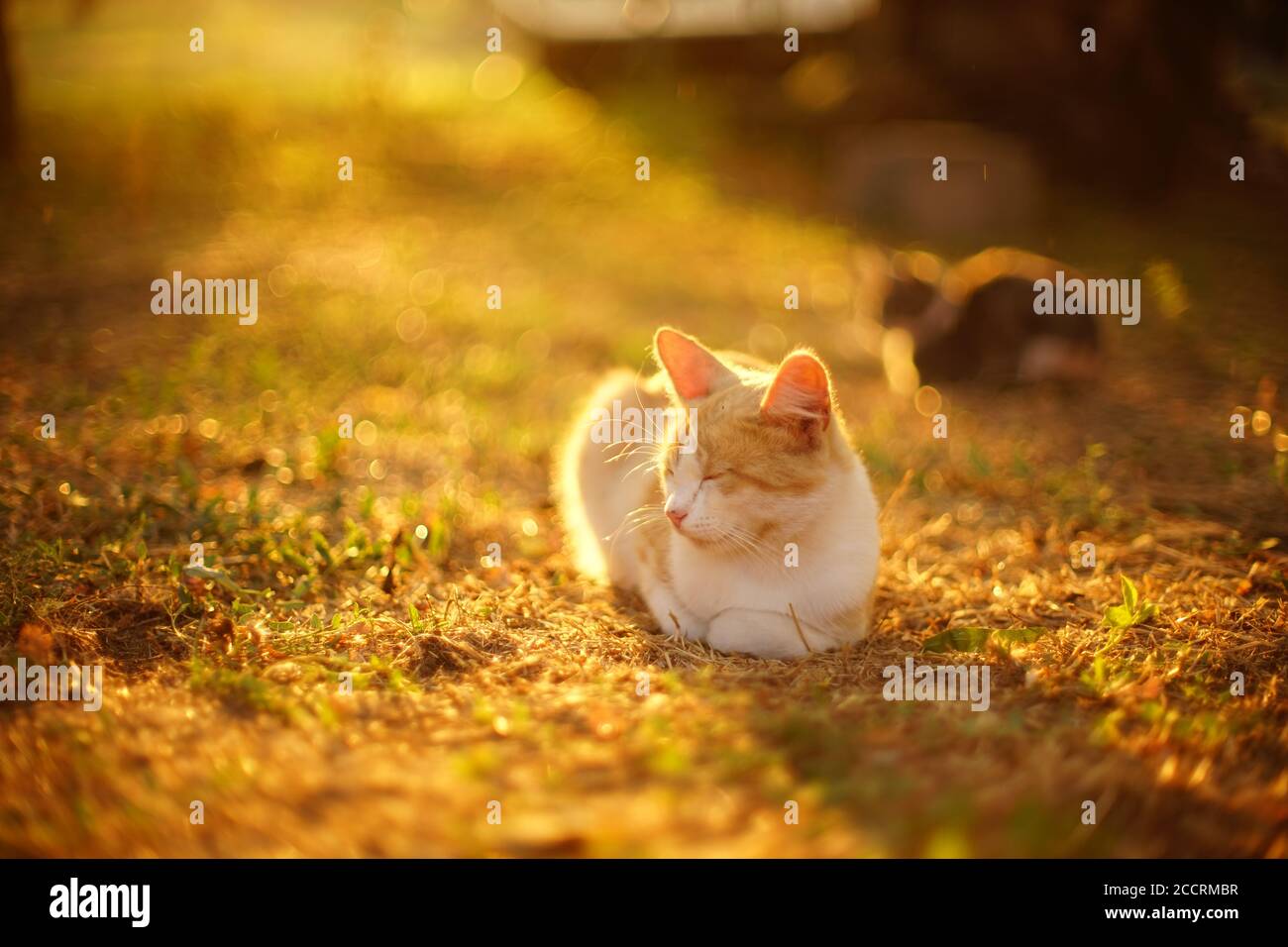 ginger gatto bianco riposo in giardino soleggiato in estate Foto Stock