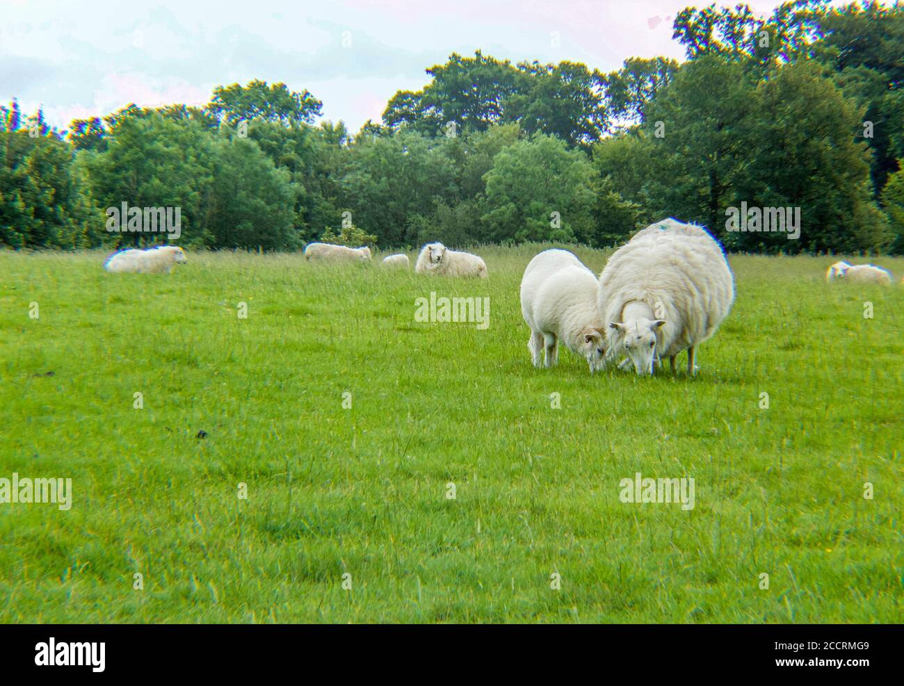 Pecore che pascolano su terreni agricoli Foto Stock
