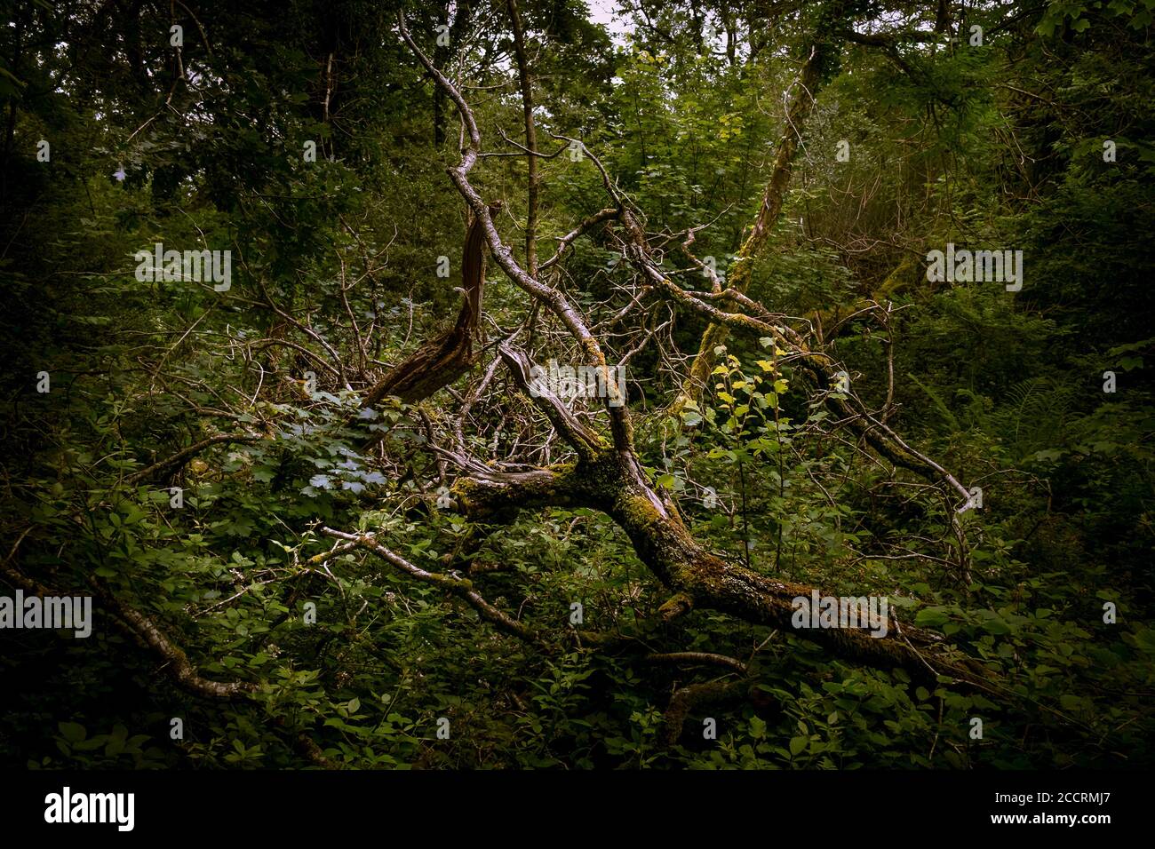 I rami intrecciati e gnarled degli alberi caduti in Bosco di Metha nella valle di Lappa vicino a St Newlyn Est in Cornovaglia. Foto Stock