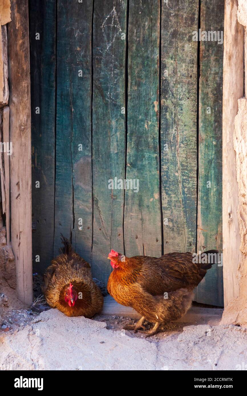 Due galli o polli accanto ad una porta nel villaggio di Kandovan, provincia dell'Azerbaigian orientale, Iran Foto Stock