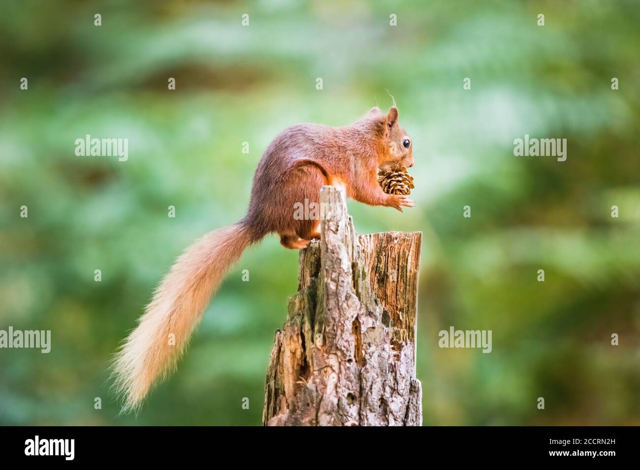 Ritratto di uno scoiattolo rosso selvaggio Foto Stock