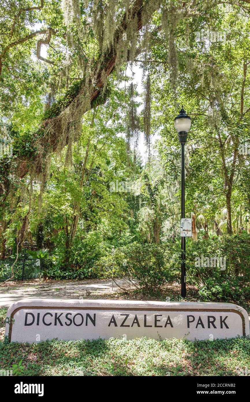 Orlando Florida,Lake Lawsona Historic District,Dickson Azalea Park,Rosearden Drive,Live Oak Tree trees,Shade,lussureggiante vegetazione paesaggistica,parco pubblico g Foto Stock