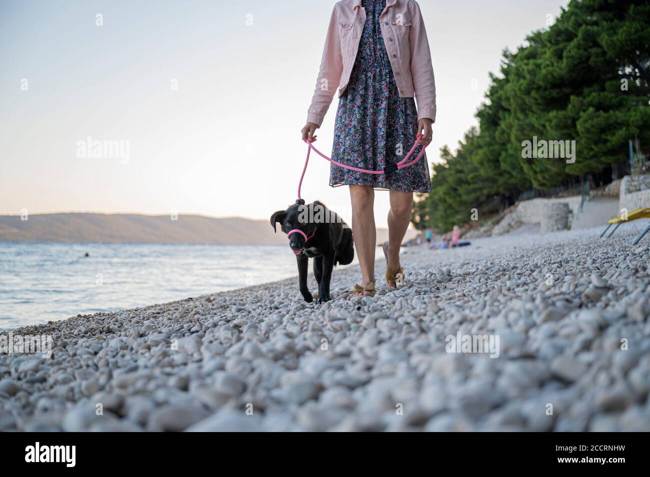 Donna addestrando il suo cane a tre zampe con un guinzaglio haltimentre camminano lungo la spiaggia di ciottoli. Foto Stock