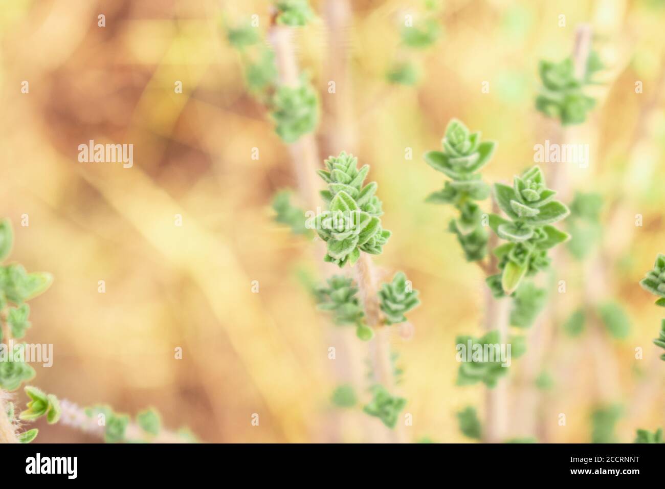 In montagna cresce l'origano fresco e selvaggio. Origano verde crudo in campo. Origano di erbe naturali greche. Foto Stock