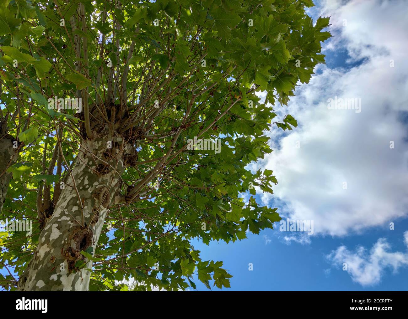 I platani sono alberi del genere Platanus, della famiglia platanaceae. Sono tipici dei climi subtropicali e temperati. In generale, lo sono Foto Stock