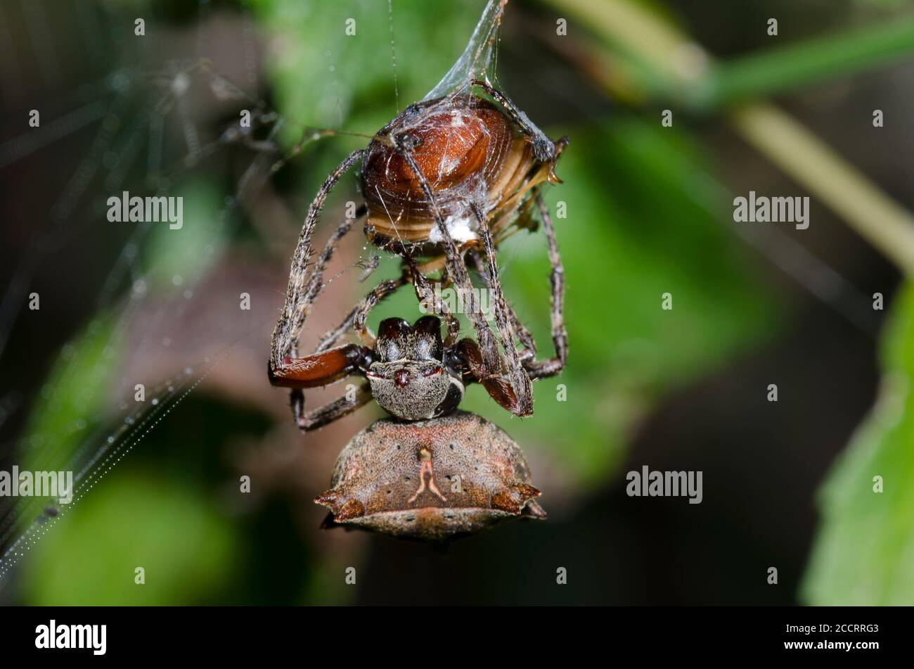 Orbweaver stellare, Acanthepeira sp., che avvolge e cattura scarabeo, Famiglia Scarabaeidae, preda Foto Stock