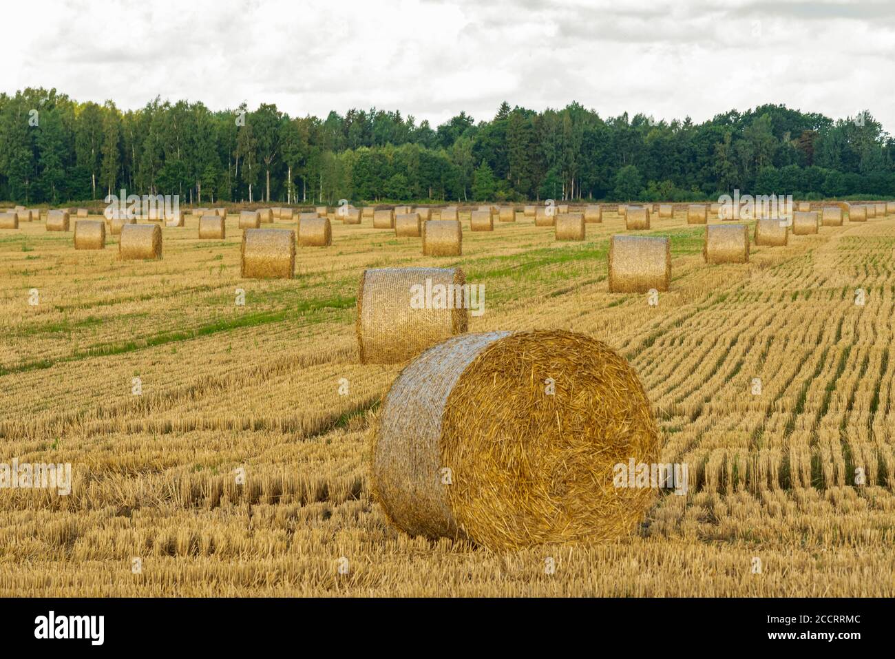 il campo di raccolto dopo la trebbiatura e i rulli di fieno di paglia si sono striati uno dopo l'altro e alla fine degli alberi di campo e arbusti, ma il cielo è giorno nuvoloso Foto Stock