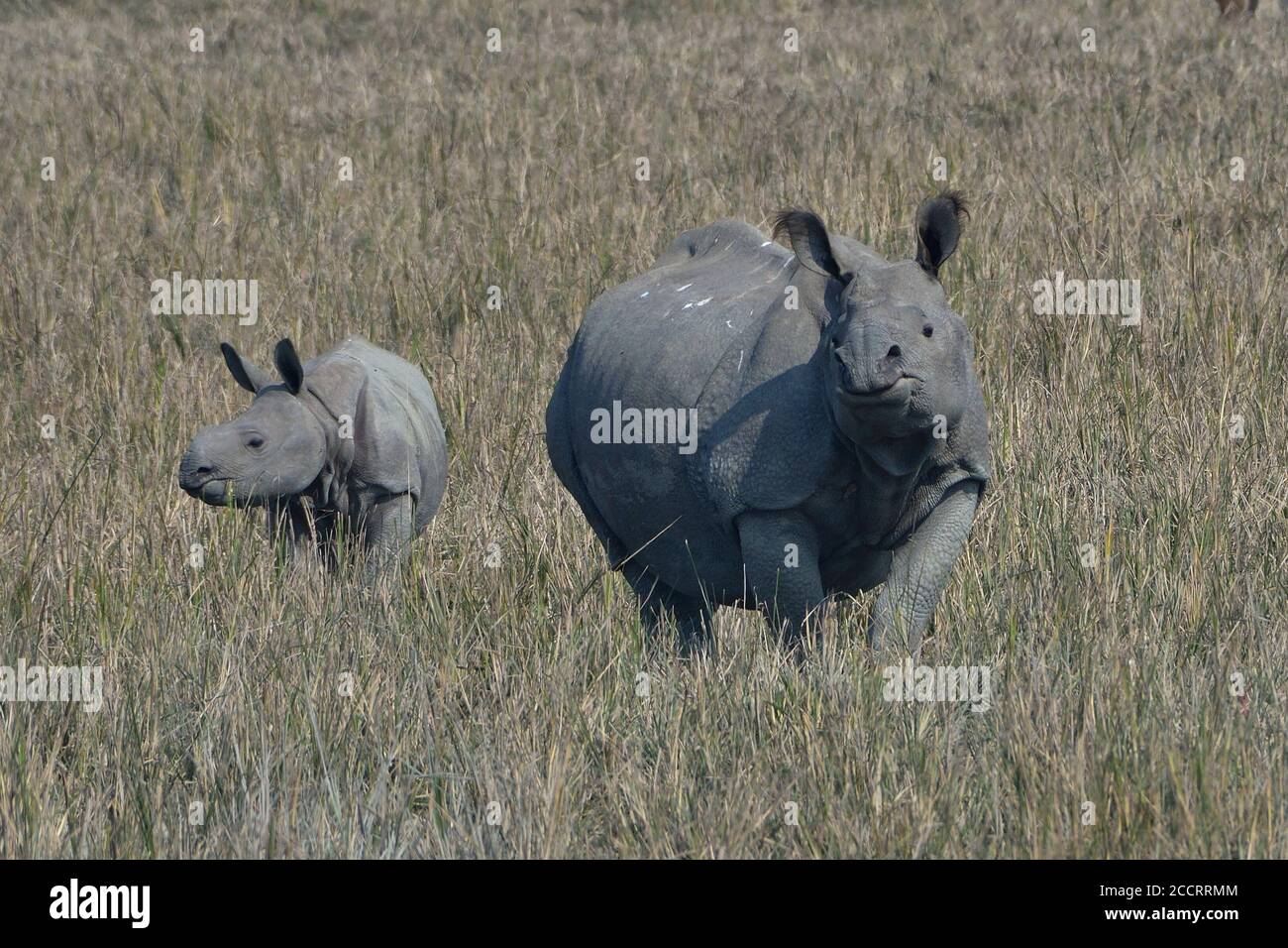 Indiano uno Cornato Rhino con vitello Foto Stock