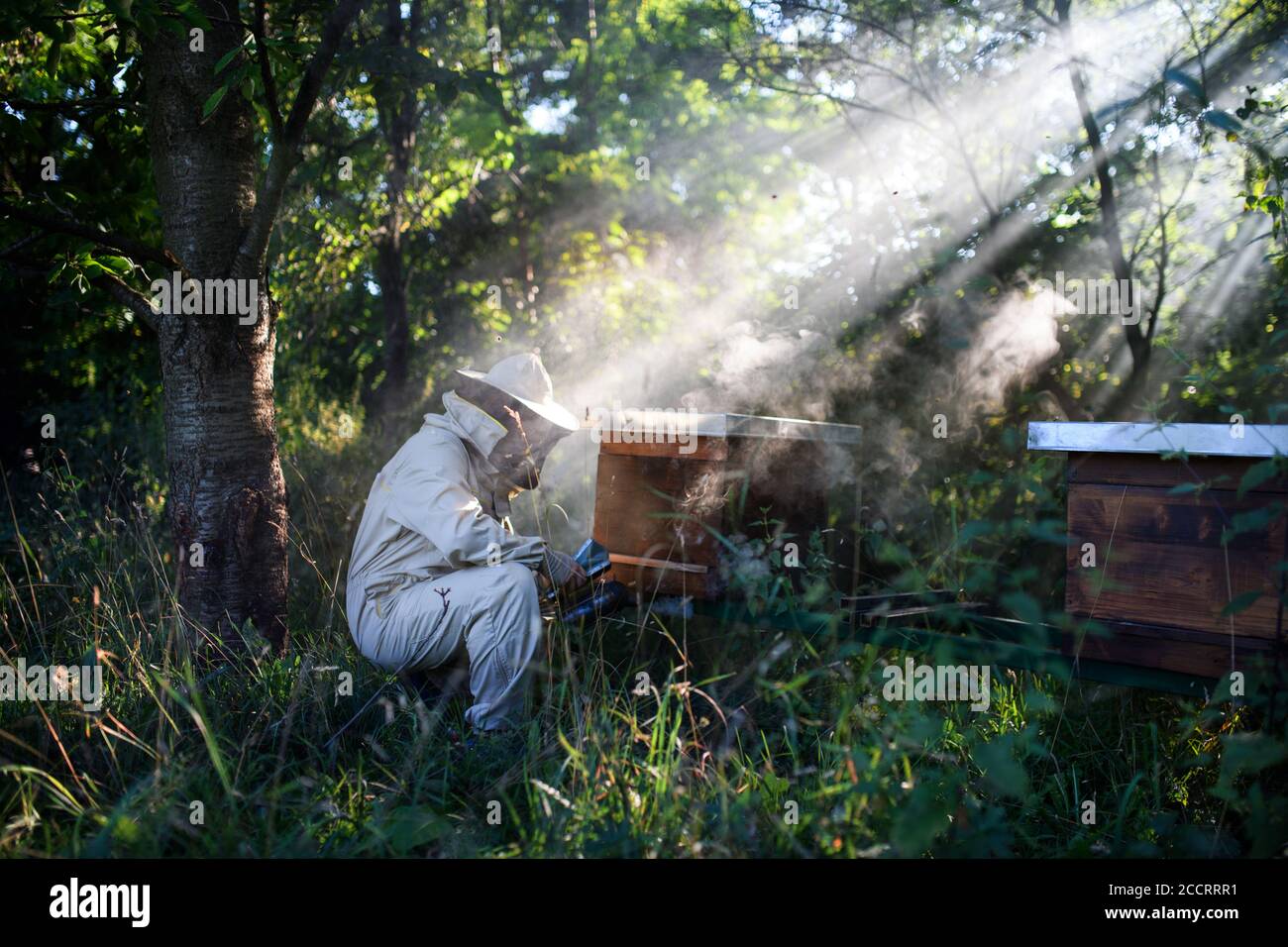 Ritratto dell'apicoltore dell'uomo che lavora in apiario, usando il fumatore dell'ape. Foto Stock