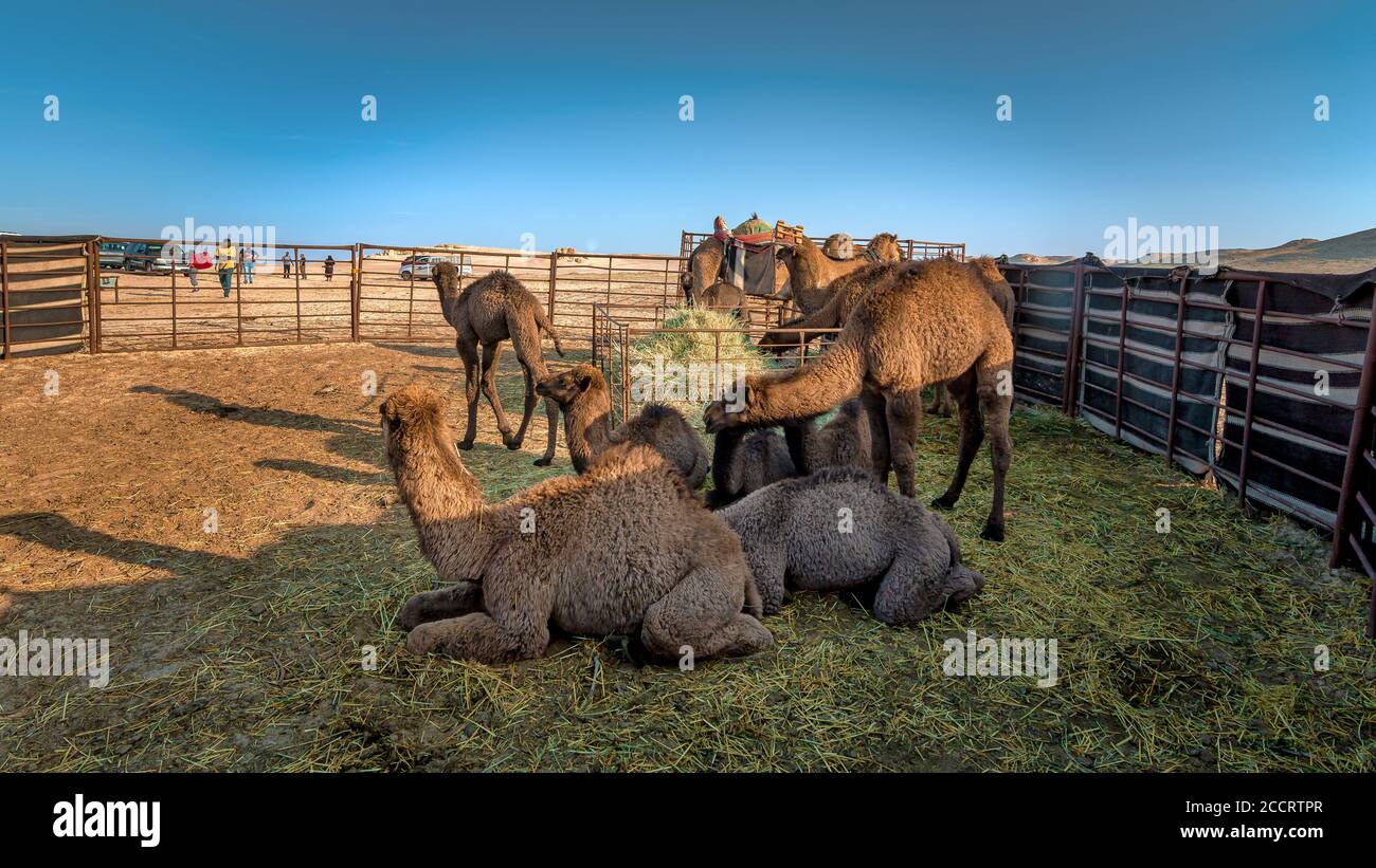Bella vista del deserto e gruppo di cammelli vicino al deserto di al sarar in Arabia Saudita.sfondo immagine sfocata. Foto Stock