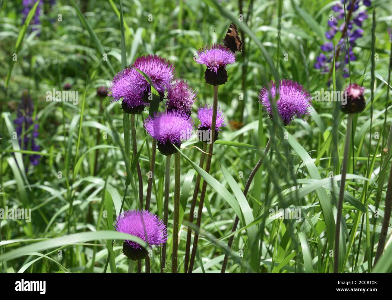 Fiori di tistola viola in un prato di montagna Foto Stock