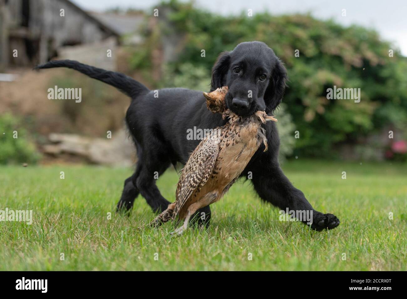 cucciolo di retriever rivestito piatto con gioco freddo Foto Stock