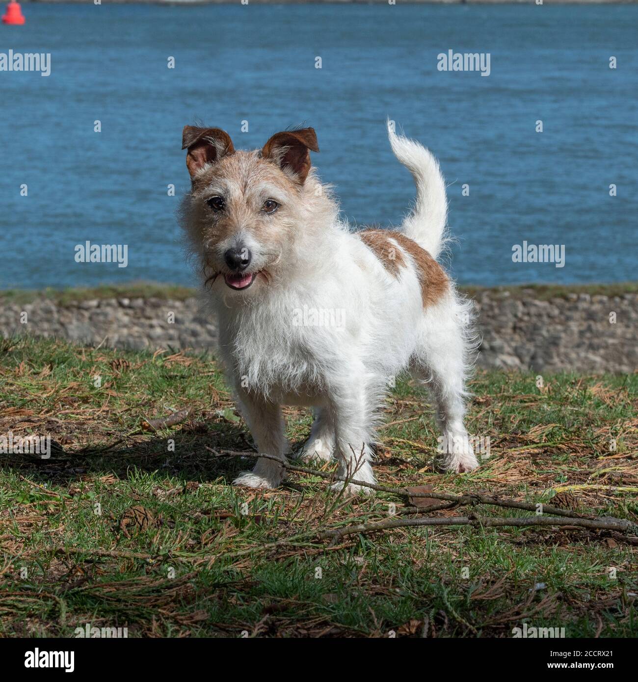 Jack Russell Terrier dog Foto Stock
