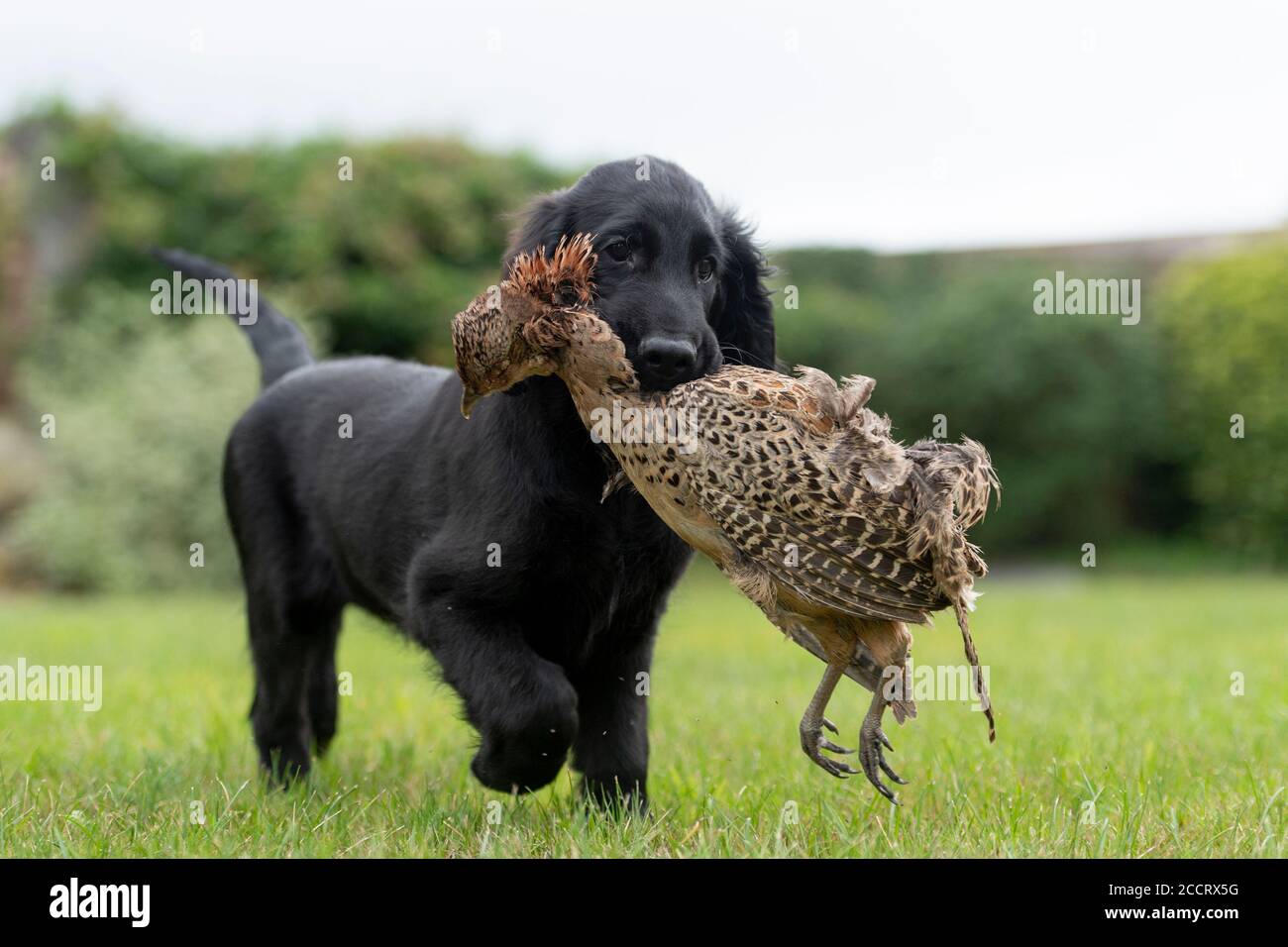 cucciolo di retriever rivestito piatto con gioco freddo Foto Stock