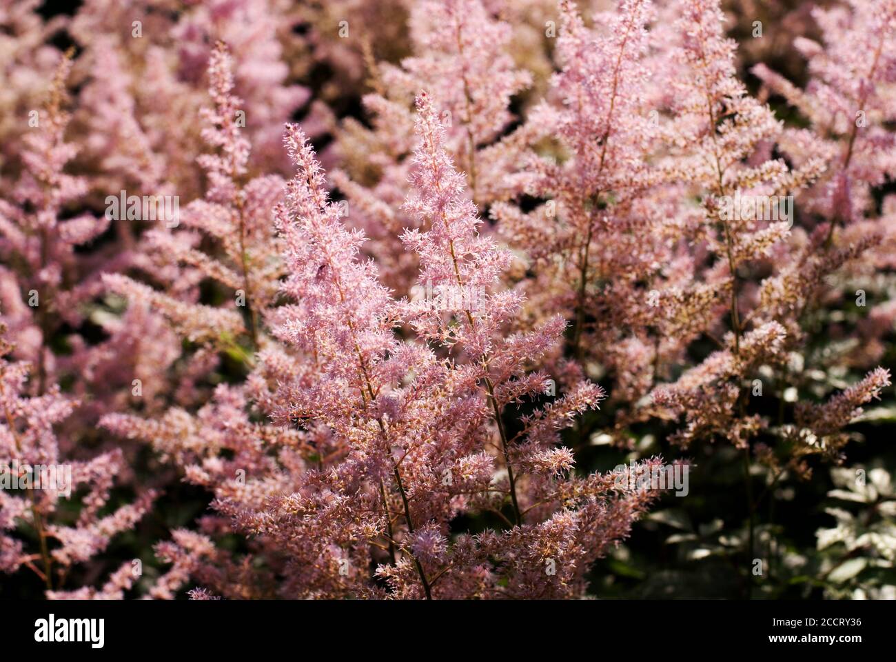 Rosa erba muhly Foto Stock