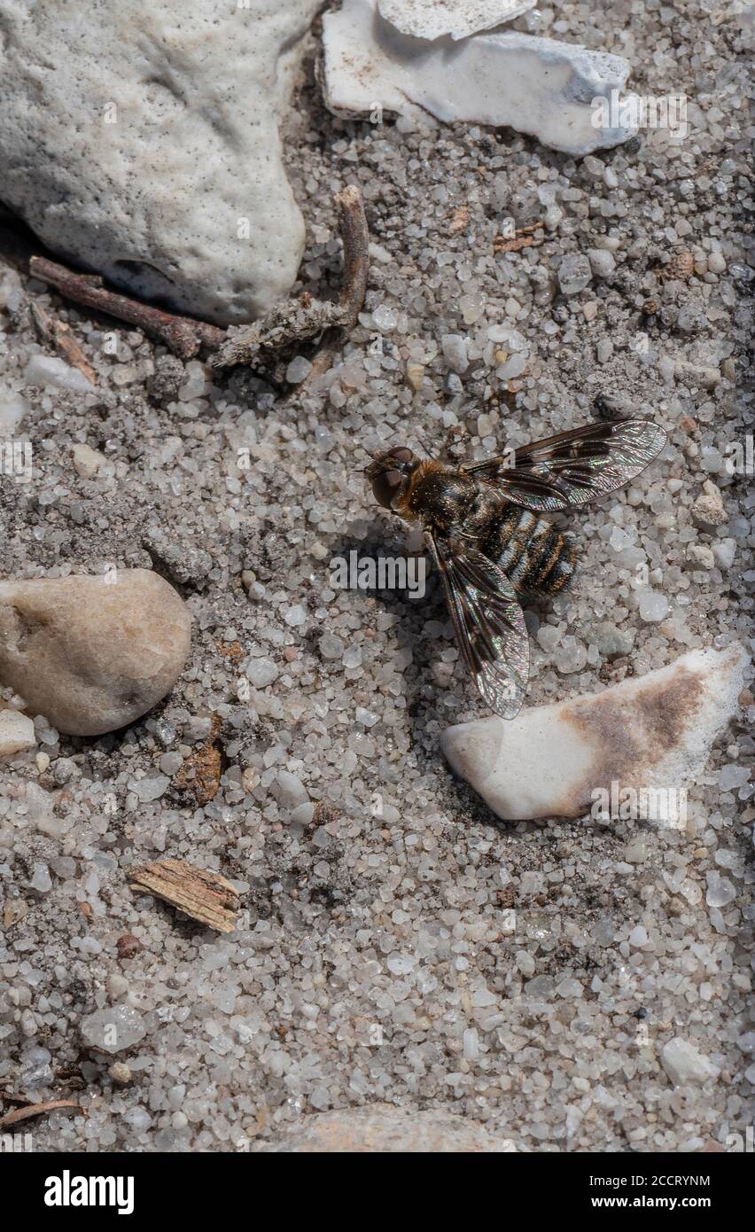 Mottled Bee Fly, Thyridanthrax fenestratus, crogiolarsi su terreno sabbioso, brughiera. Parassita delle vespe di sabbia. Dorset. Foto Stock