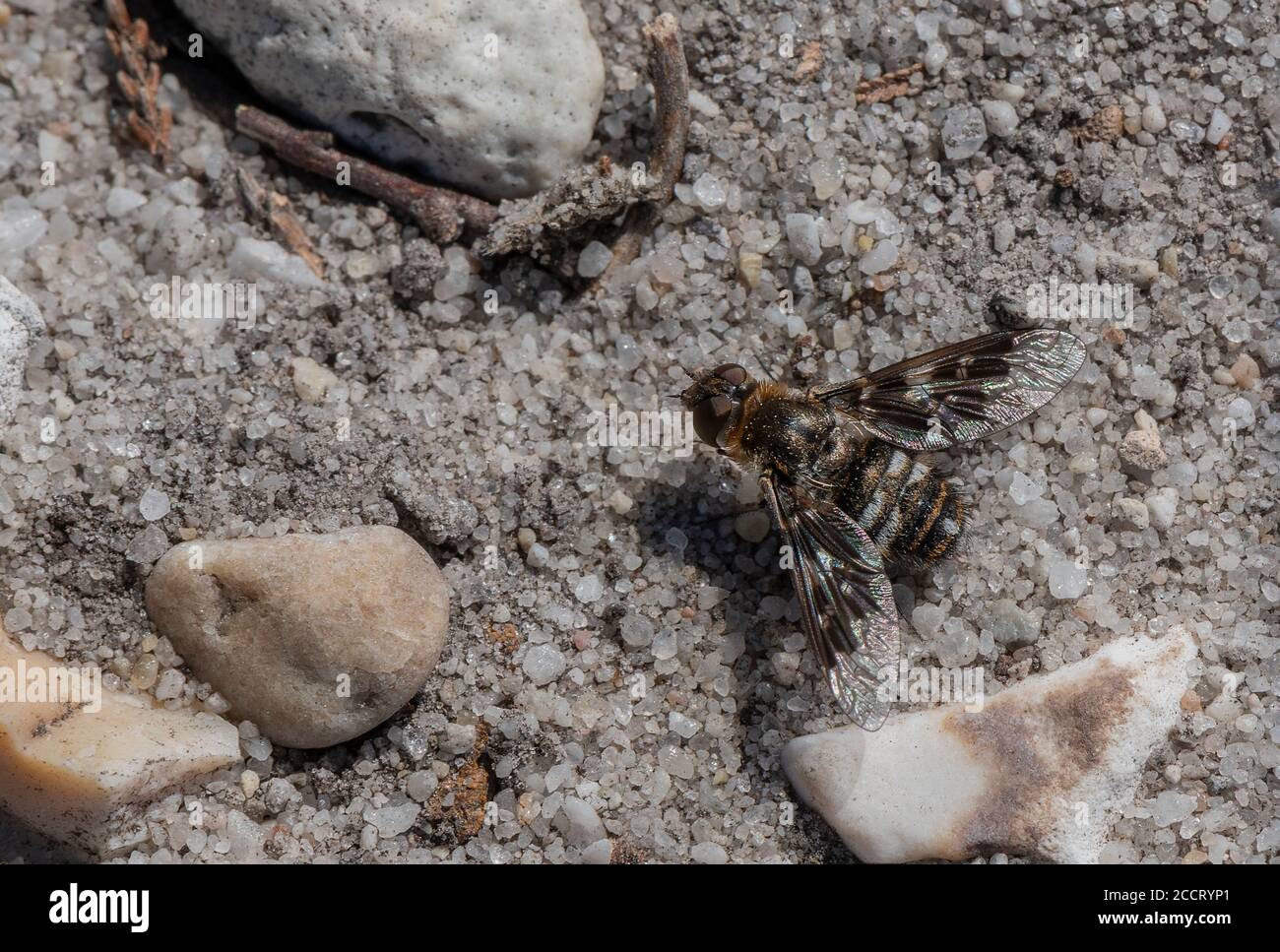 Mottled Bee Fly, Thyridanthrax fenestratus, crogiolarsi su terreno sabbioso, brughiera. Parassita delle vespe di sabbia. Dorset. Foto Stock