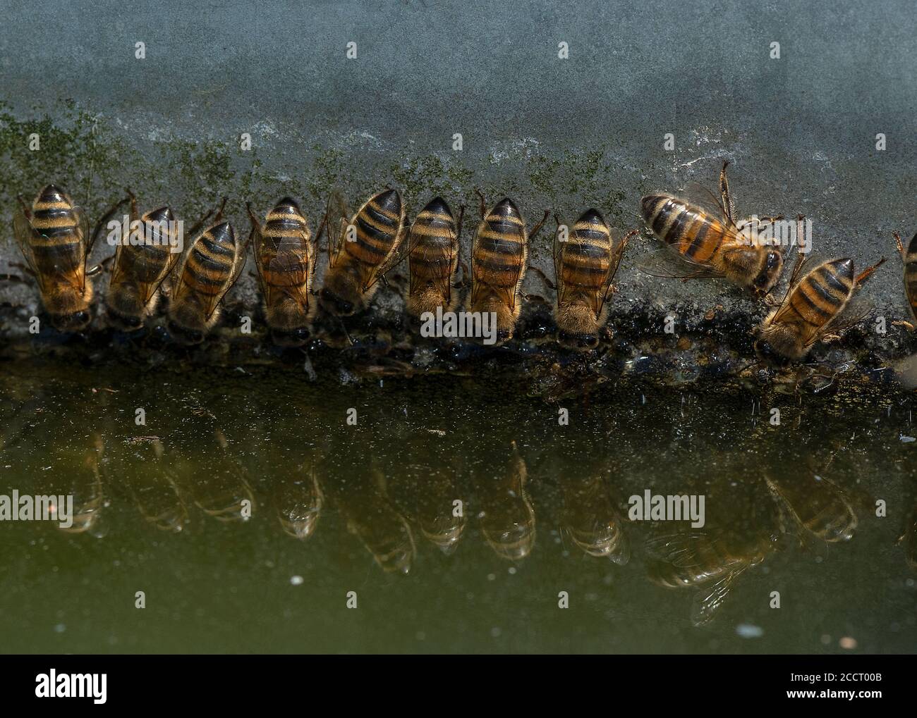 Miele-api operaio, Apis mellifera, bevendo su superficie verticale a valle dell'acqua. Hampshire. Foto Stock
