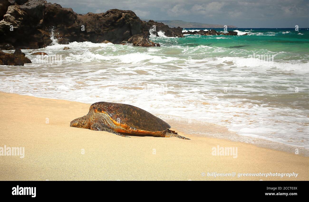 Tartaruga Verde Foto Stock