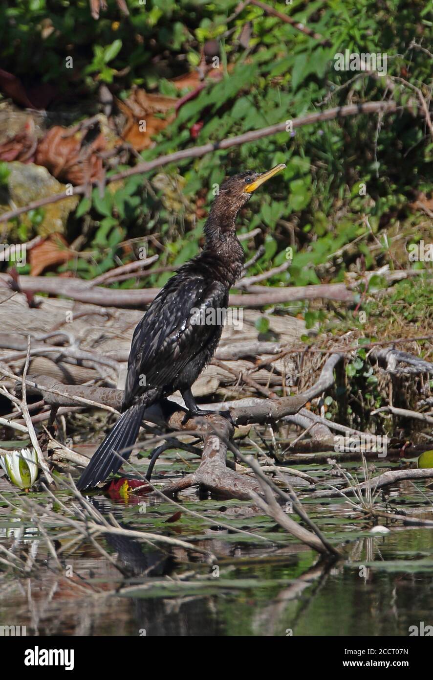 Olivaceous Cormorant (Phalacrocorax olivaceus mexicanus) immaturo in piedi sul ramo caduto penisola di Zepata, Cuba Marzo A. Foto Stock