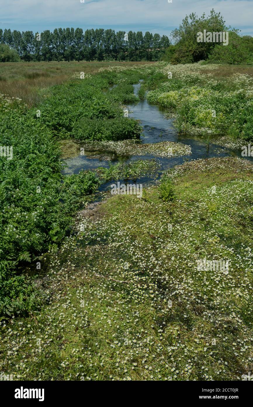 Il fiume superiore Allen e il suo floodplain sopra Wimborne St. Giles, con acqua-piede di crowfoot e acqua-cress; Dorset. Foto Stock