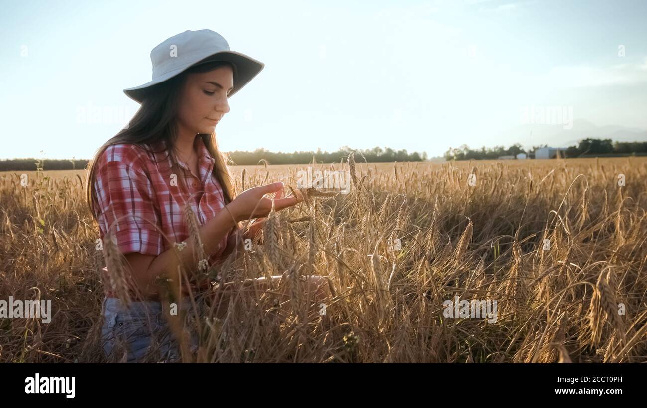 Giovane agricoltore donna nel campo di grano che controlla grani. Foto Stock