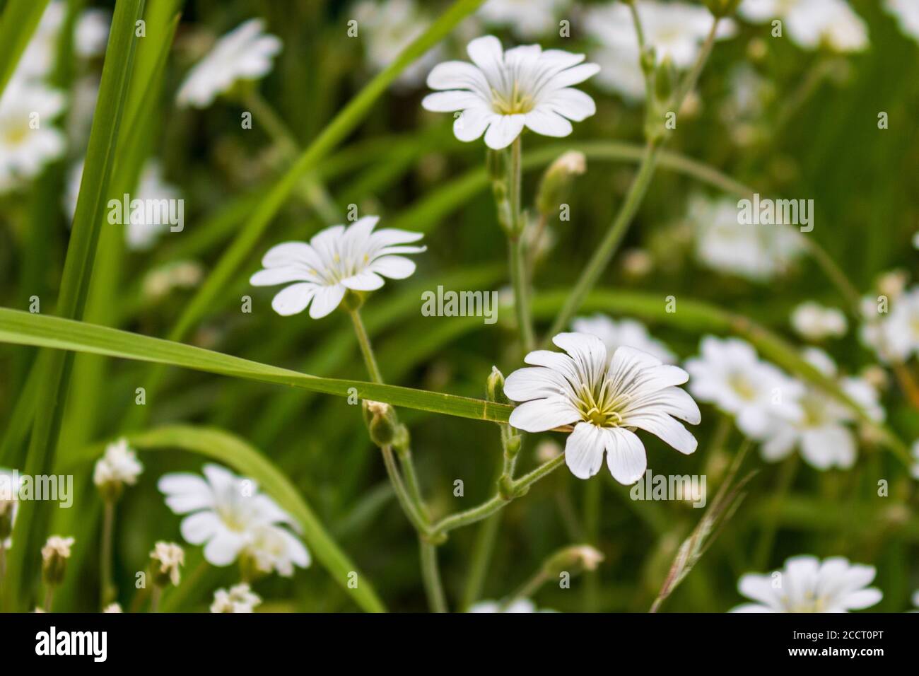 Fiore bianco sanguinoso della cranesbill, geranio sanguineo, fiori Foto Stock