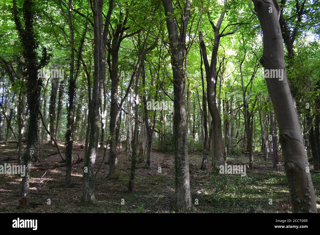 Boschi di faggio (Great Wood vicino a Otford) nel gesso North Downs, Kent, Inghilterra Foto Stock