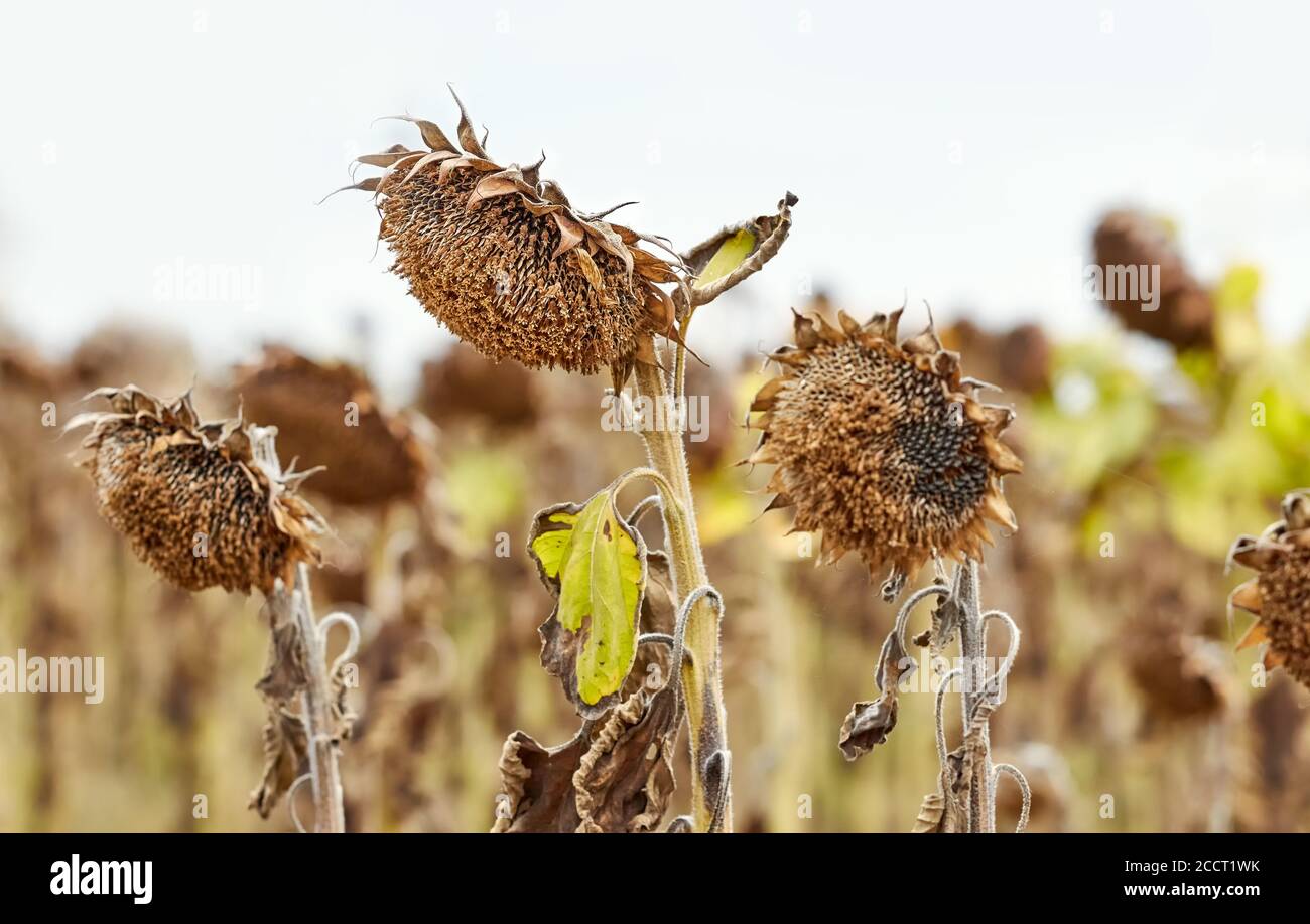 Campo di girasoli appassiti, concetto di disastro naturale, fuoco selettivo. Foto Stock