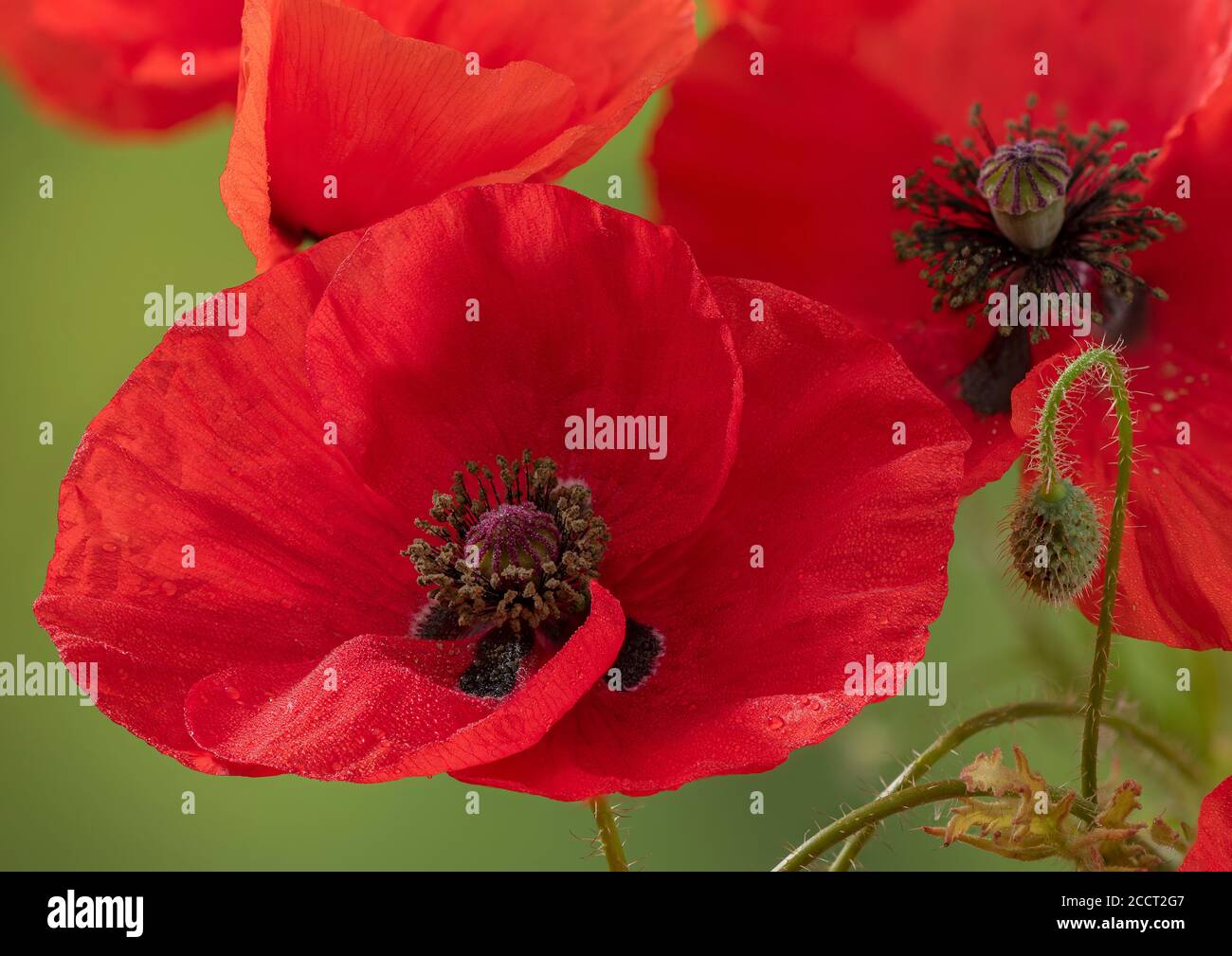 Papavero comune, rhoeas papaver, fiore in primo piano. Foto Stock
