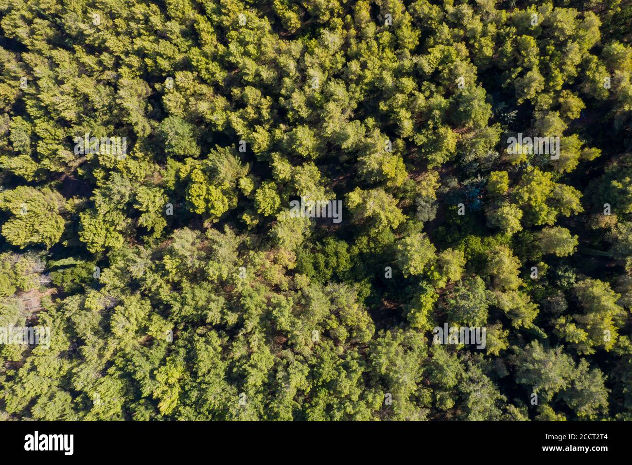 Vista aerea del drone sullo sfondo della foresta di abeti a foglia corto, dall'alto verso il basso. La natura fresca e verde è una destinazione turistica per l'avventura. Sfondo. Foto Stock