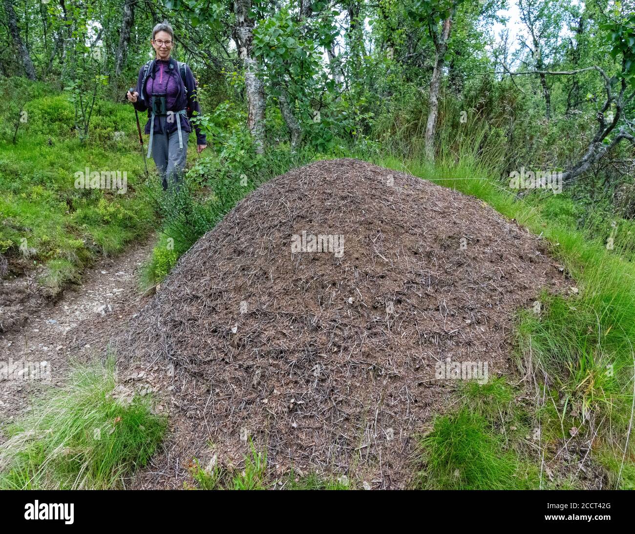 Un camminatore che passa una formica di legno ( Formica rufa ) nidifica oltre un metro di altezza da un sentiero in un Foresta di betulla norvegese Foto Stock
